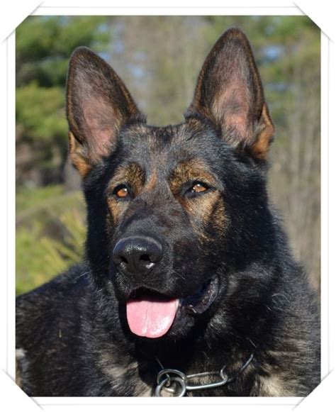 As a <strong>German Shepherd Breeder</strong>, we recommend early socialization and puppy training classes right away. . East german shepherd breeders